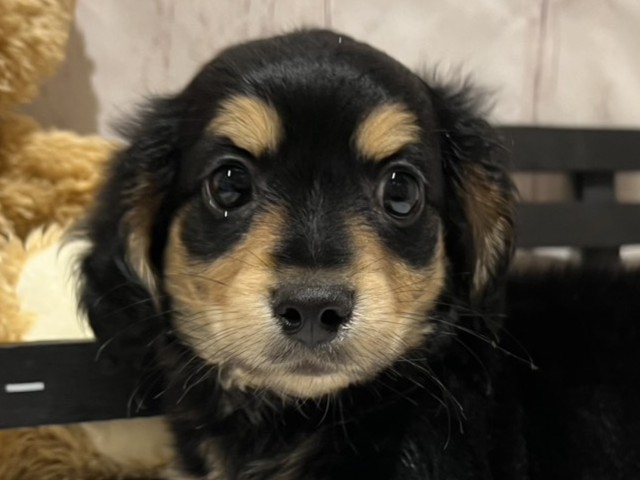 埼玉県のハーフ犬・ミックス犬 (ペッツワン羽生店/2026年2月17日生まれ/男の子/ブラックタン)の子犬