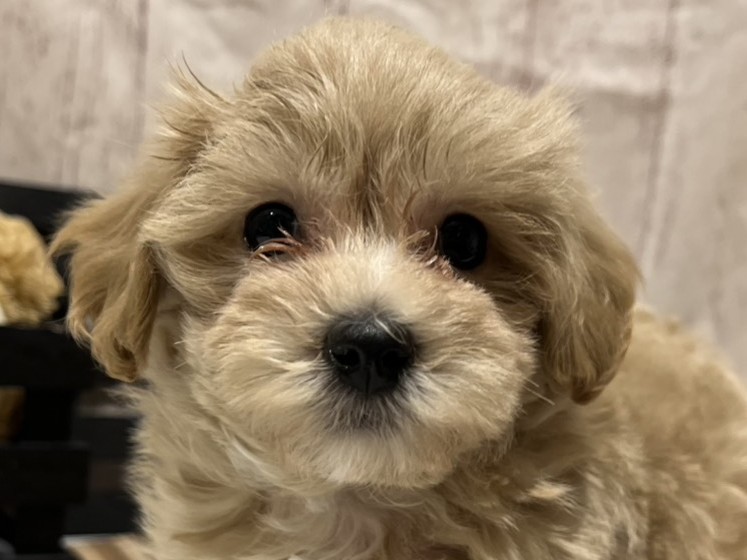 埼玉県のハーフ犬・ミックス犬 (ペッツワン羽生店/2026年2月23日生まれ/男の子/アプリコット)の子犬