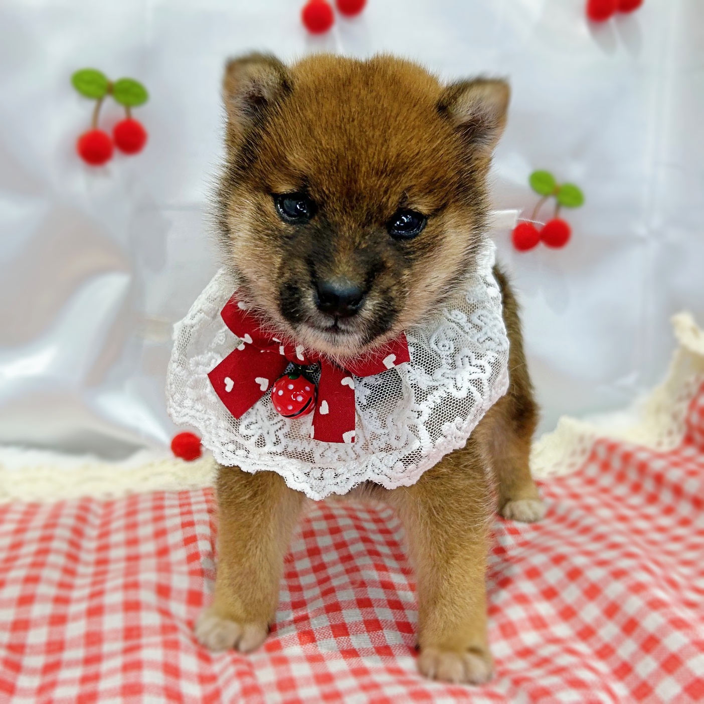 滋賀県の柴犬(標準サイズ) (ペッツワン堅田店/2026年3月1日生まれ/男の子/レッド)の子犬