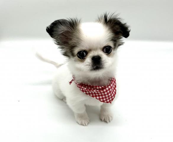 埼玉県のハーフ犬・ミックス犬 (ペッツワン鶴ヶ島店/2026年1月26日生まれ/女の子/パーティーカラー)の子犬