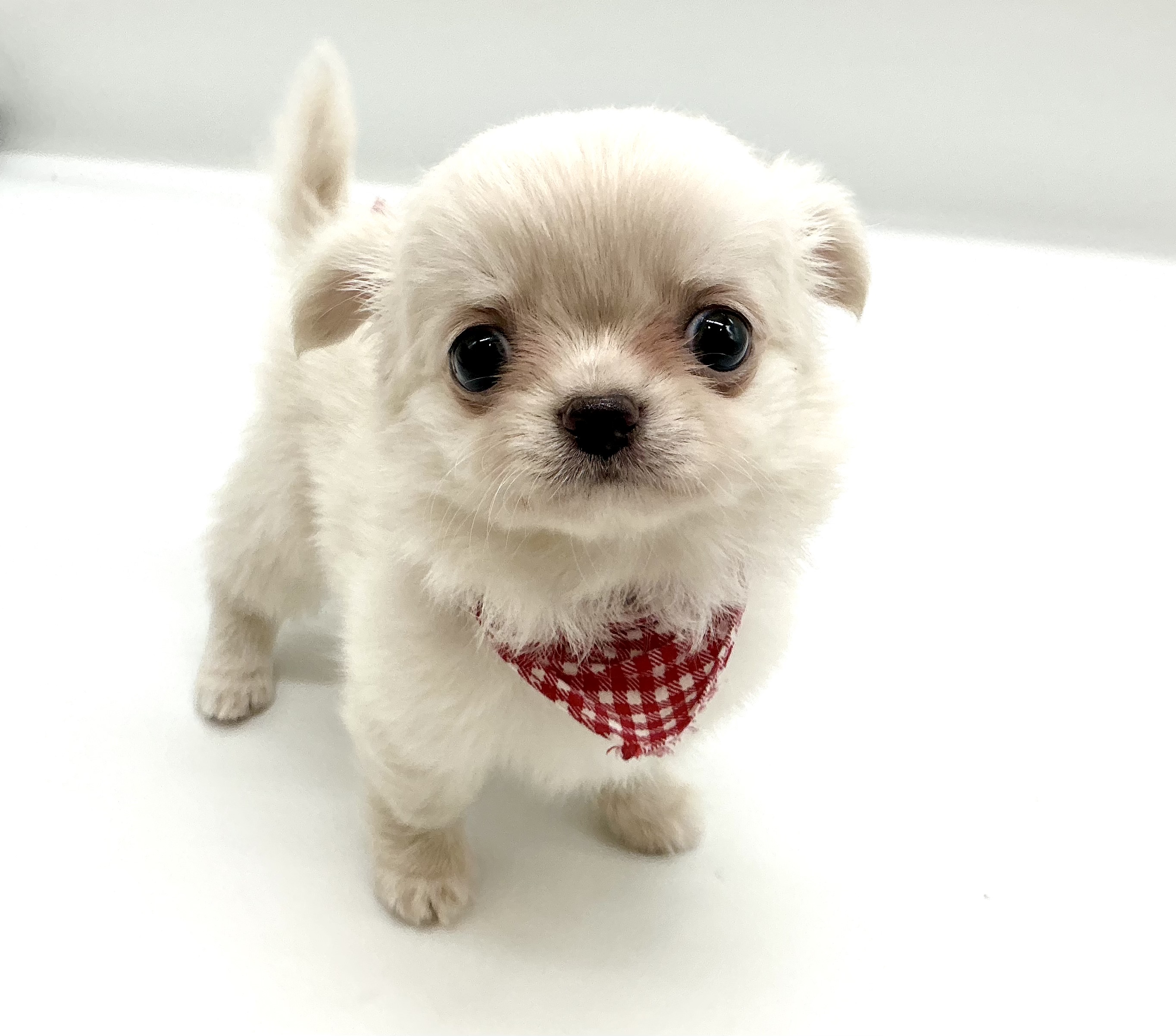 埼玉県のチワワ(ロング) (ペッツワン鶴ヶ島店/2026年3月2日生まれ/女の子/クリーム)の子犬