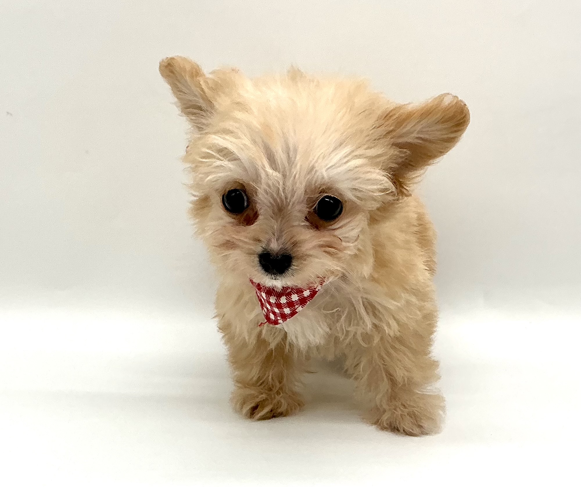 埼玉県のハーフ犬・ミックス犬 (ペッツワン鶴ヶ島店/2026年3月2日生まれ/女の子/アプリコット)の子犬