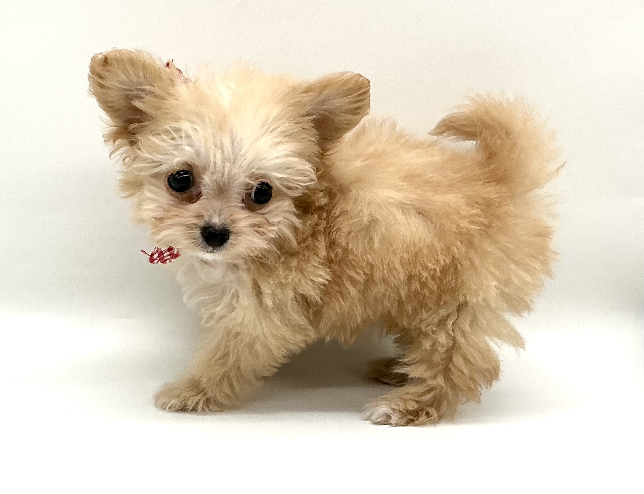 埼玉県のハーフ犬・ミックス犬 (ペッツワン鶴ヶ島店/2026年3月2日生まれ/女の子/アプリコット)の子犬の2枚目の画像