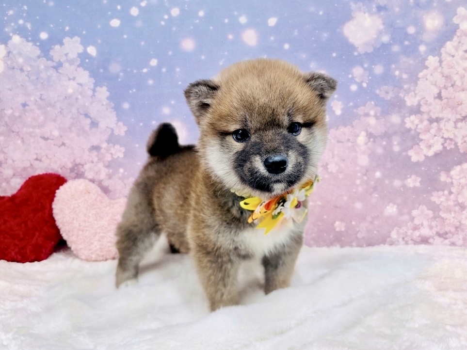 兵庫県の柴犬(標準サイズ) (ペッツワン神戸深江浜店/2026年3月3日生まれ/男の子/赤)の子犬の3枚目の画像