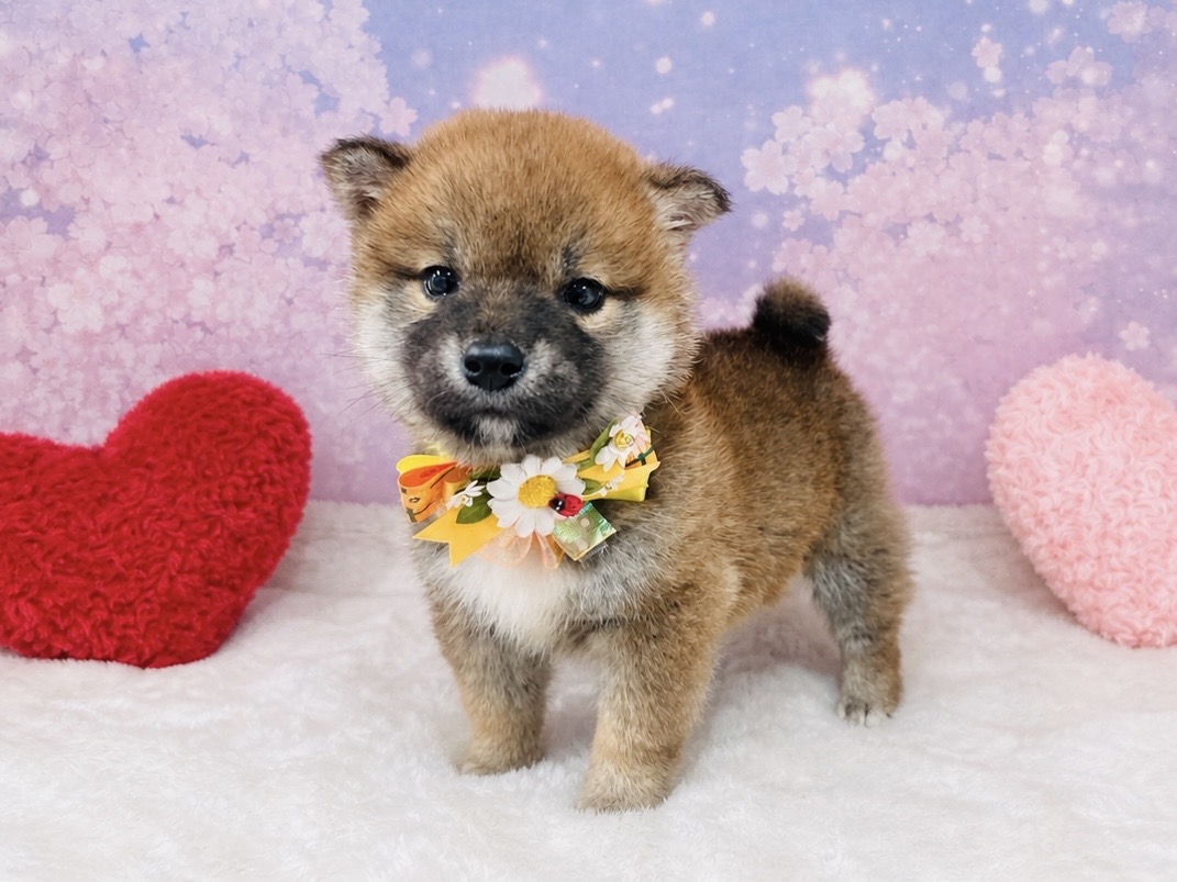 兵庫県の柴犬(標準サイズ) (ペッツワン神戸深江浜店/2026年3月3日生まれ/男の子/赤)の子犬の1枚目の画像