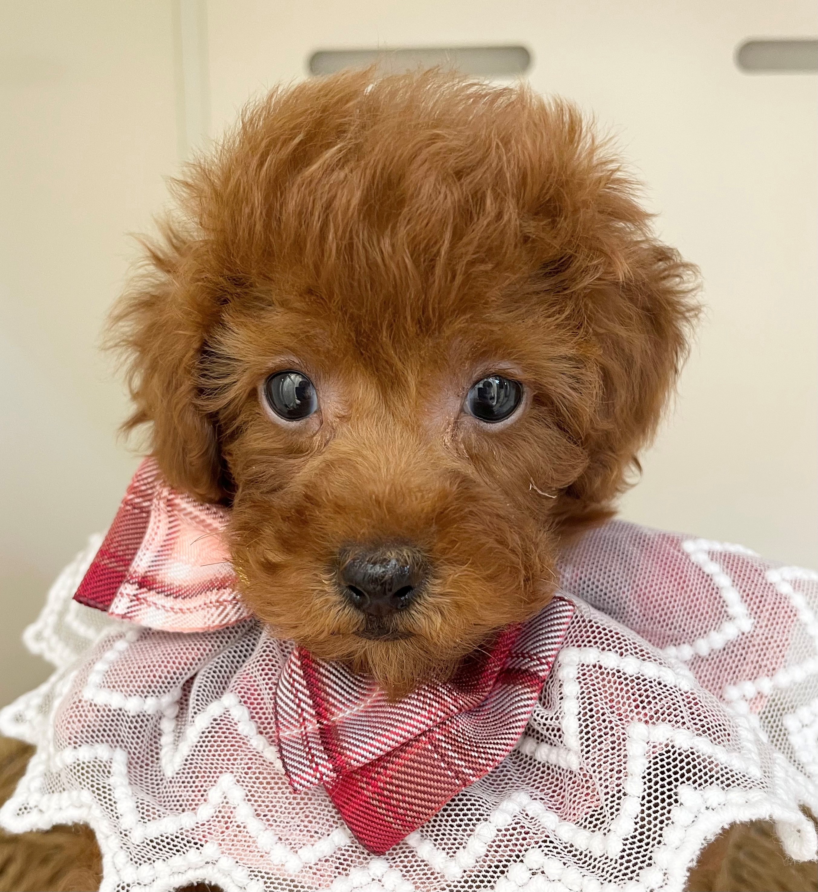岐阜県のトイプードル(トイ) (ペッツワン可児店/2026年2月28日生まれ/女の子/レッド)の子犬