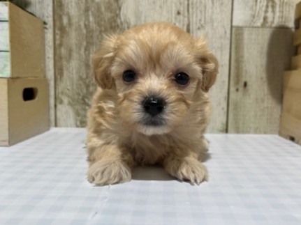 静岡県のハーフ犬・ミックス犬 (ペッツワン浜松都田テクノ店/2026年3月3日生まれ/女の子/アプリコット)の子犬