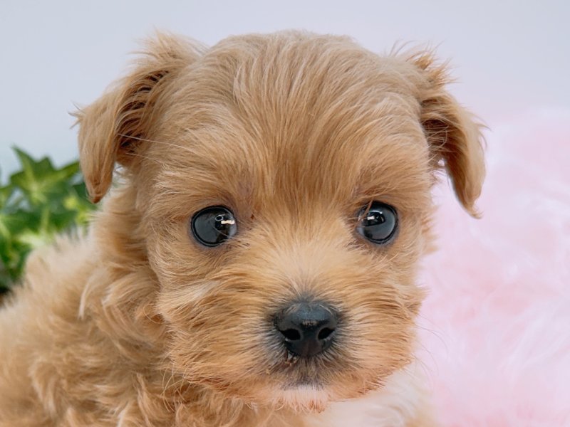 愛知県のハーフ犬・ミックス犬 (ペッツワン小牧店/2026年3月7日生まれ/男の子/クリーム)の子犬