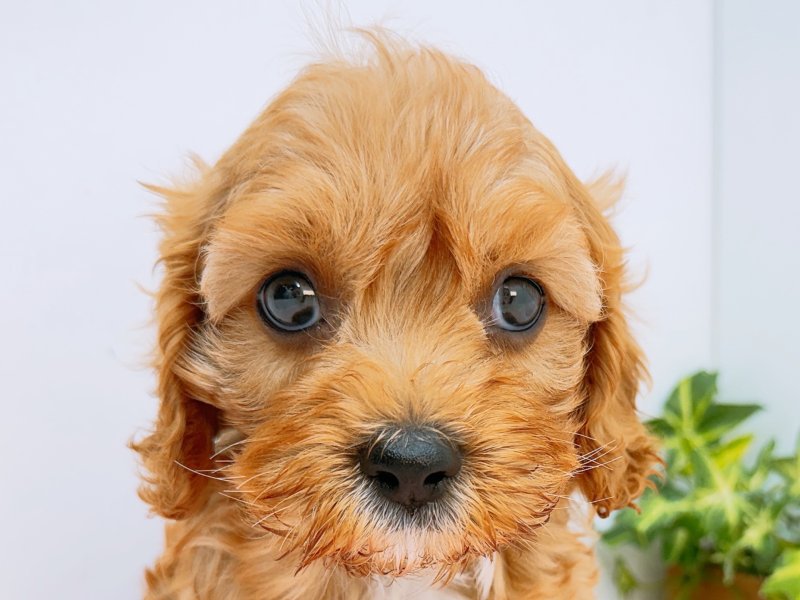 愛知県のハーフ犬・ミックス犬 (ペッツワン小牧店/2026年3月8日生まれ/男の子/アプリコット)の子犬