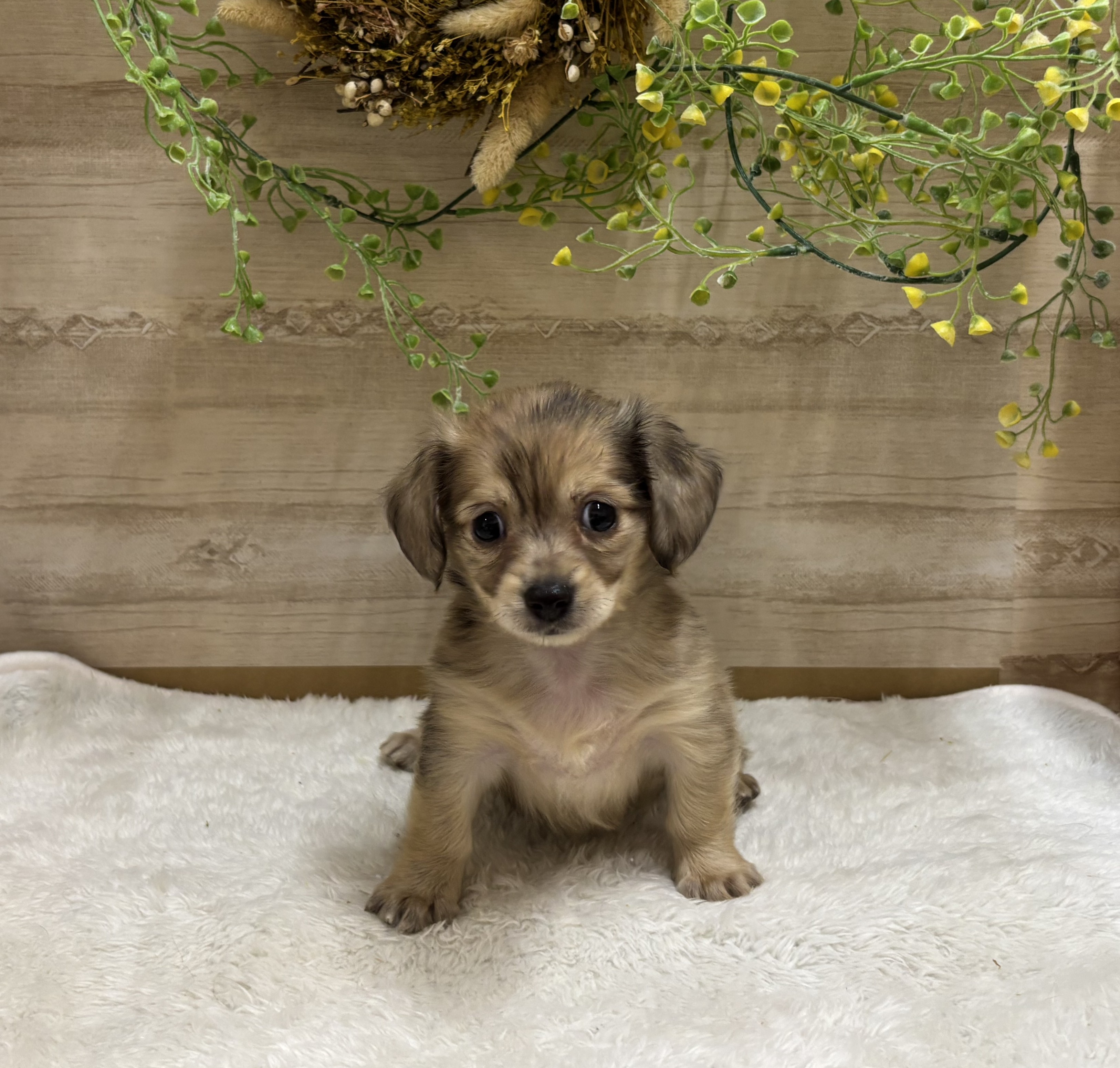 三重県のハーフ犬・ミックス犬 (ペッツワンみえ川越インター店/2026年3月8日生まれ/女の子/レッド)の子犬