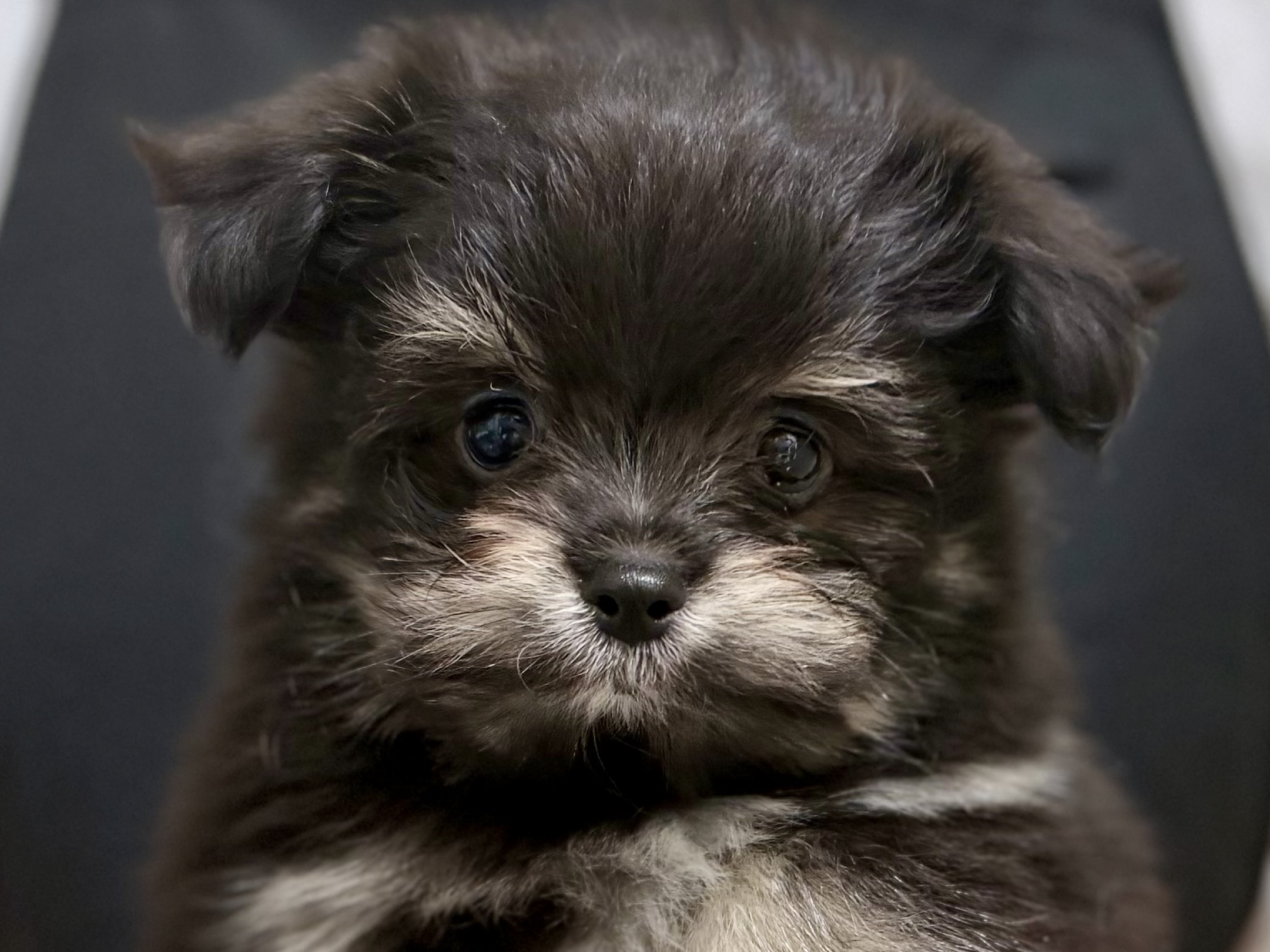 愛知県のハーフ犬・ミックス犬 (ペッツワン名古屋堀田店/2026年3月7日生まれ/女の子/ブラック)の子犬