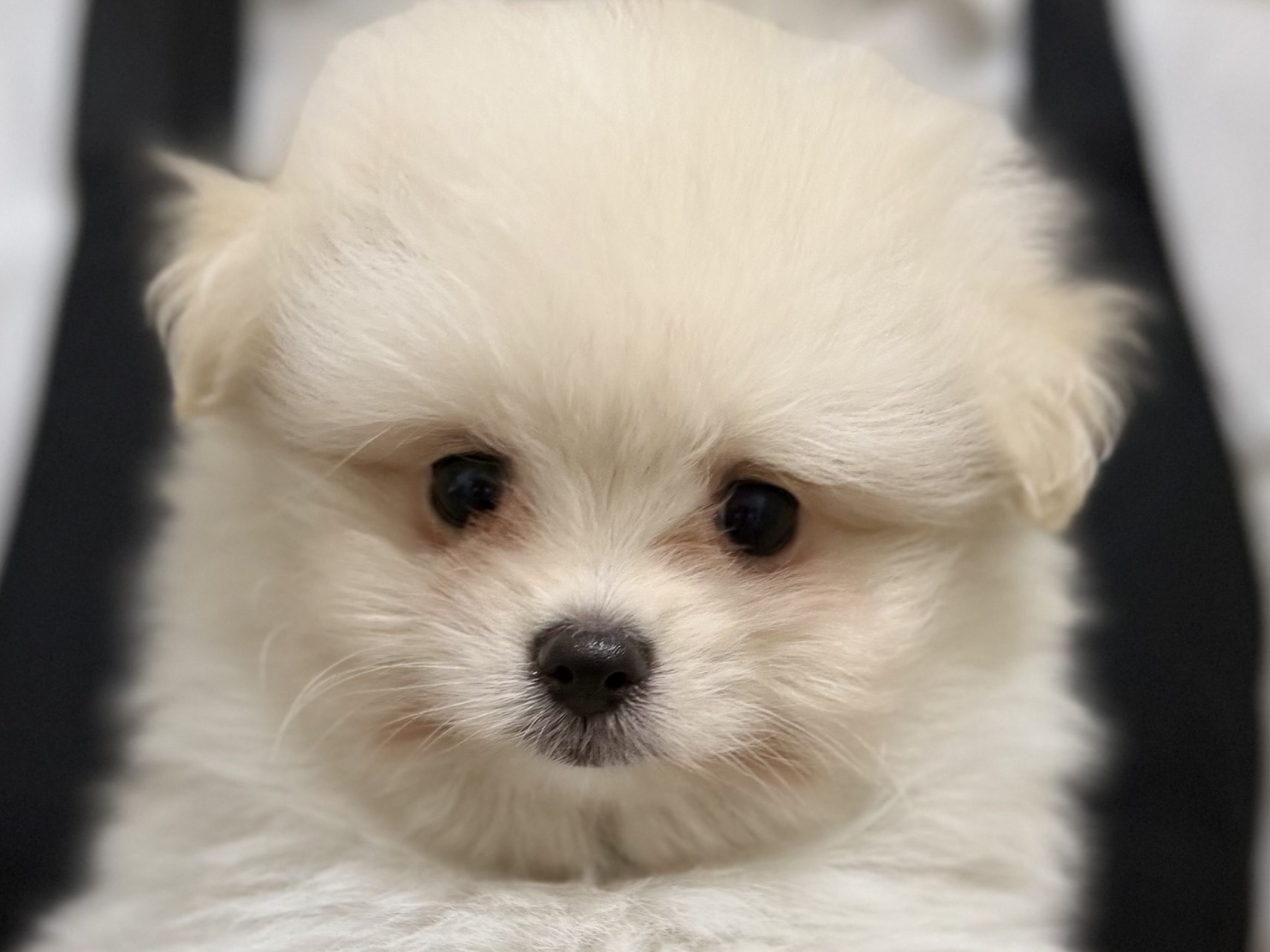 愛知県のハーフ犬・ミックス犬 (ペッツワン名古屋堀田店/2026年3月7日生まれ/男の子/クリーム)の子犬