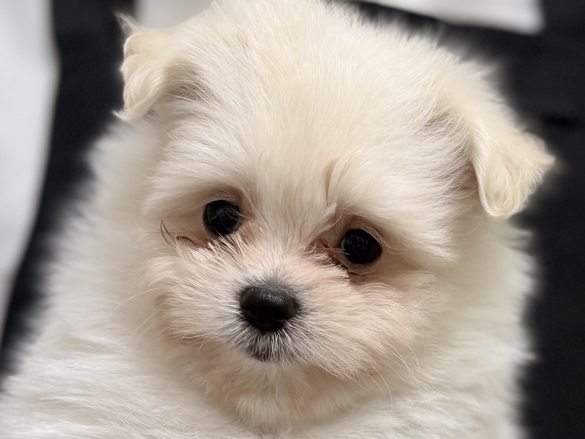 愛知県のハーフ犬・ミックス犬 (ペッツワン名古屋堀田店/2026年3月7日生まれ/女の子/クリーム)の子犬