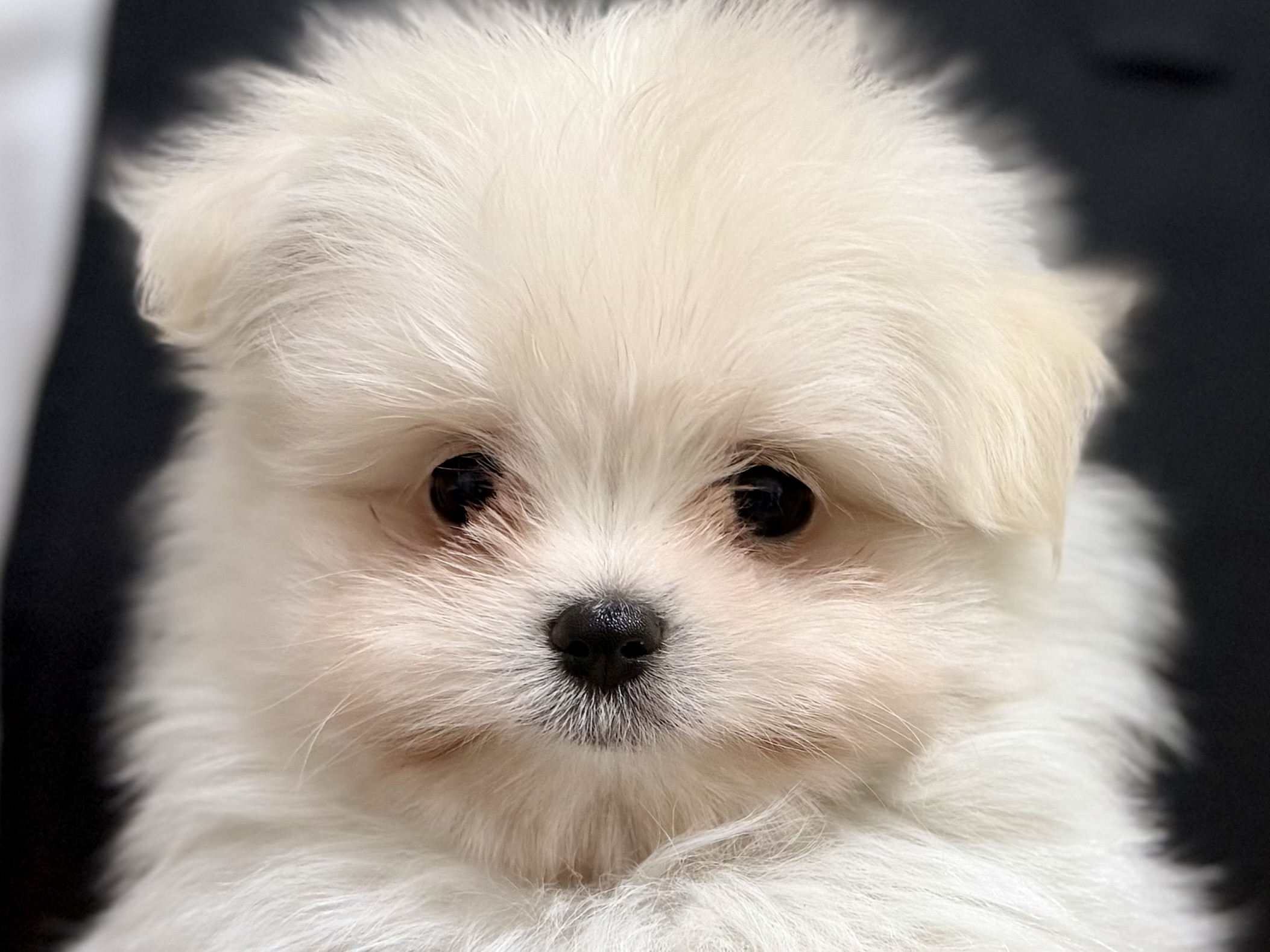 愛知県のハーフ犬・ミックス犬 (ペッツワン名古屋堀田店/2026年3月7日生まれ/女の子/クリーム)の子犬