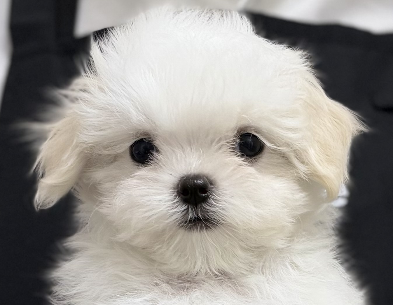 愛知県のマルチーズ (ペッツワン名古屋堀田店/2026年3月7日生まれ/女の子/ホワイト)の子犬