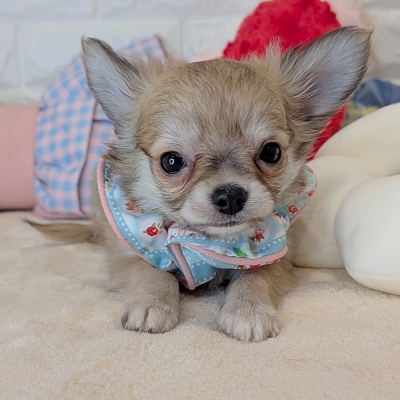 京都府のチワワ(ロング) (ペッツワン亀岡店/2026年3月5日生まれ/男の子/フォーン)の子犬の2枚目の画像