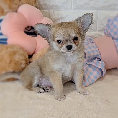 京都府のチワワ(ロング) (ペッツワン亀岡店/2026年3月5日生まれ/男の子/フォーン)の子犬の3枚目の画像