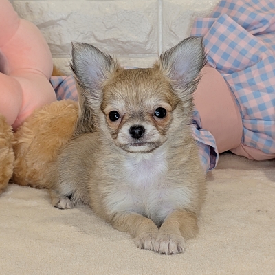 京都府のチワワ(ロング) (ペッツワン亀岡店/2026年3月5日生まれ/男の子/フォーン)の子犬の1枚目の画像