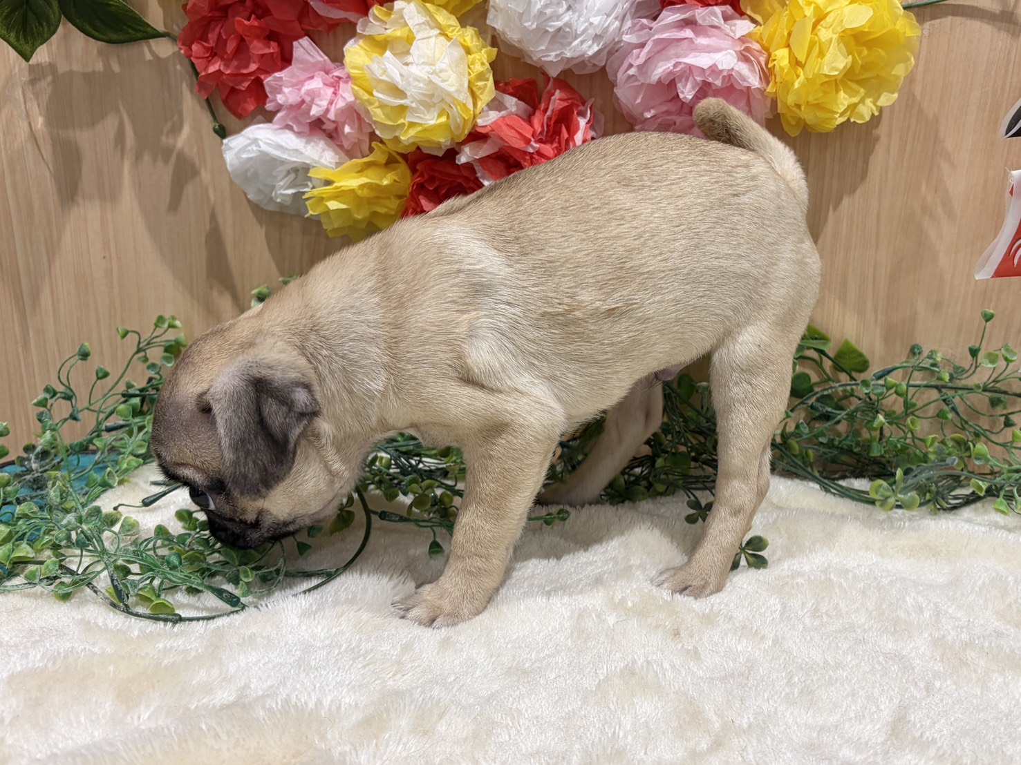 福島県のパグ (ペッツワン会津若松店/2026年2月27日生まれ/男の子/フォーン)の子犬の3枚目の画像