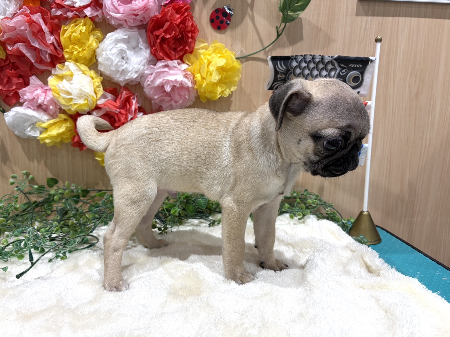 福島県のパグ (ペッツワン会津若松店/2026年2月27日生まれ/男の子/フォーン)の子犬の2枚目の画像