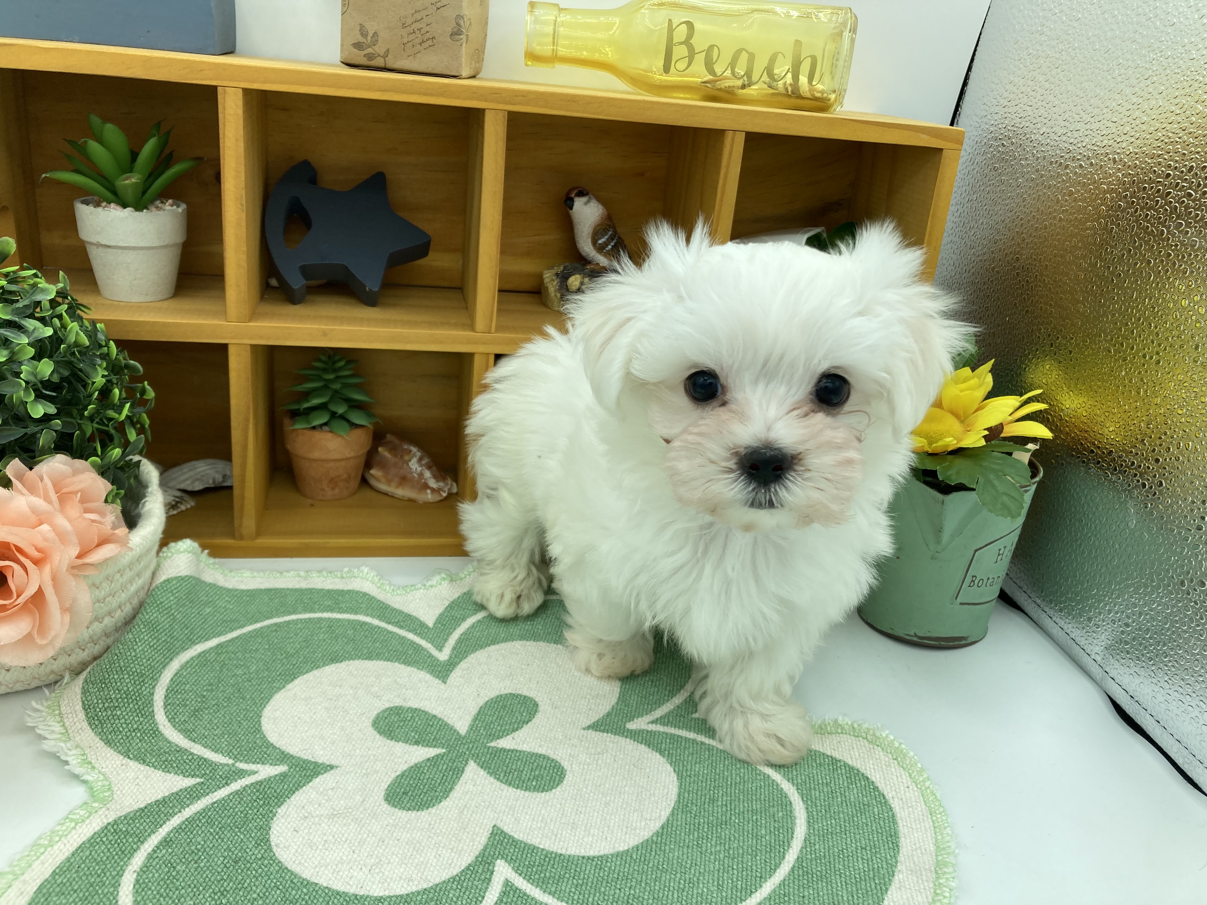 静岡県のマルチーズ (ペッツワン清水店/2026年2月23日生まれ/男の子/ホワイト)の子犬
