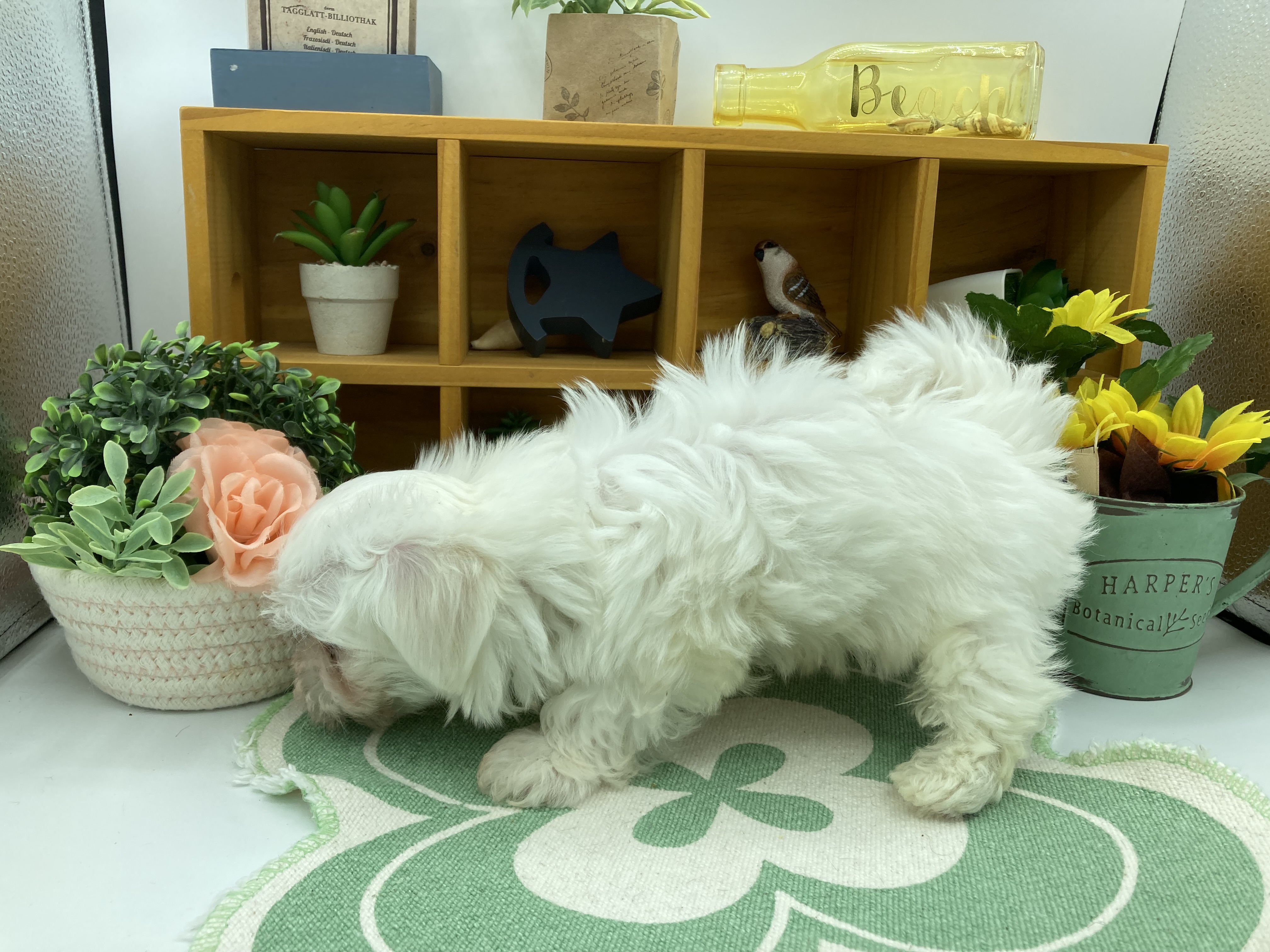 静岡県のマルチーズ (ペッツワン清水店/2026年2月23日生まれ/男の子/ホワイト)の子犬の3枚目の画像