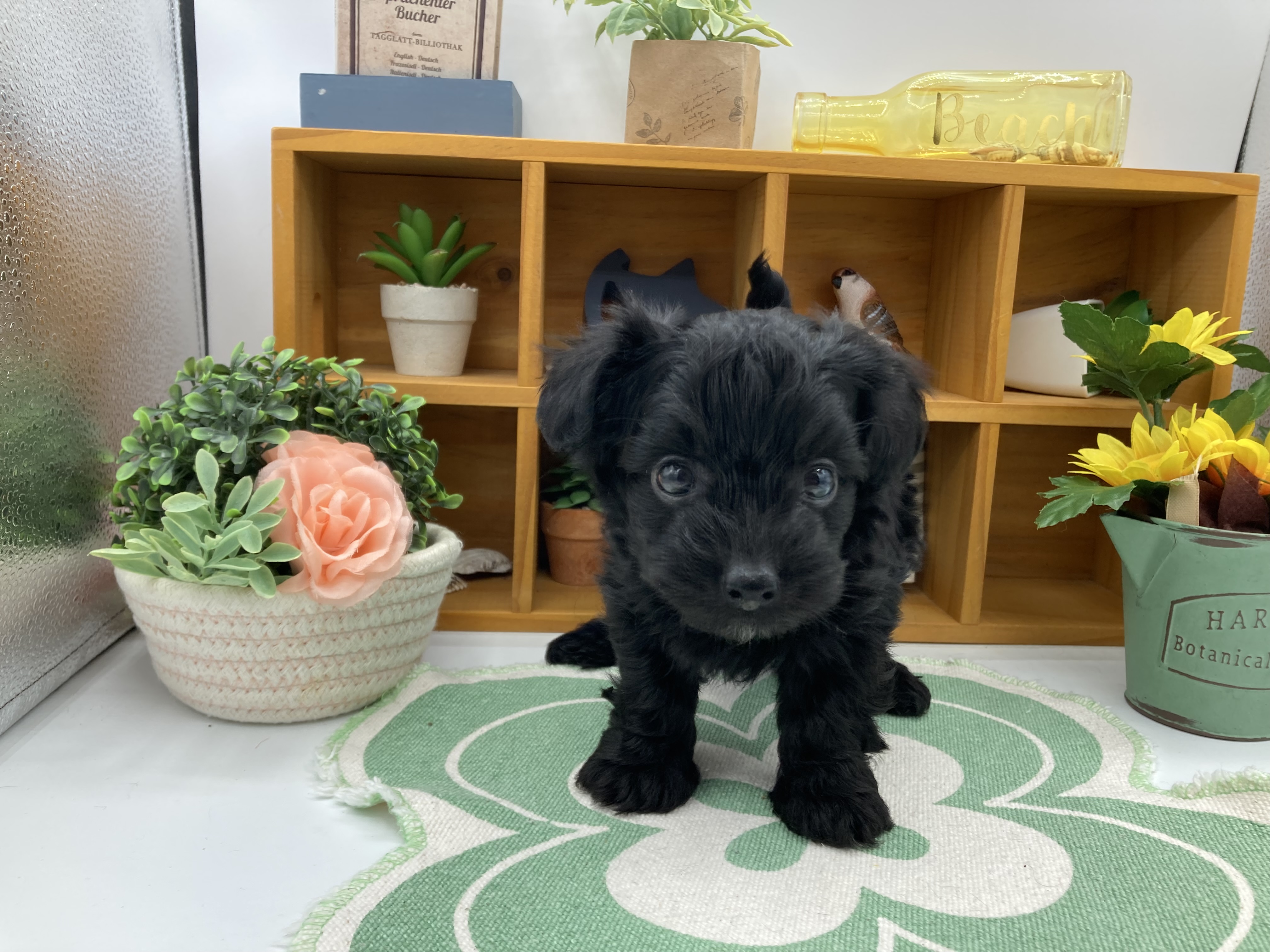 静岡県のハーフ犬・ミックス犬 (ペッツワン清水店/2026年3月2日生まれ/男の子/ブラック)の子犬の1枚目の画像