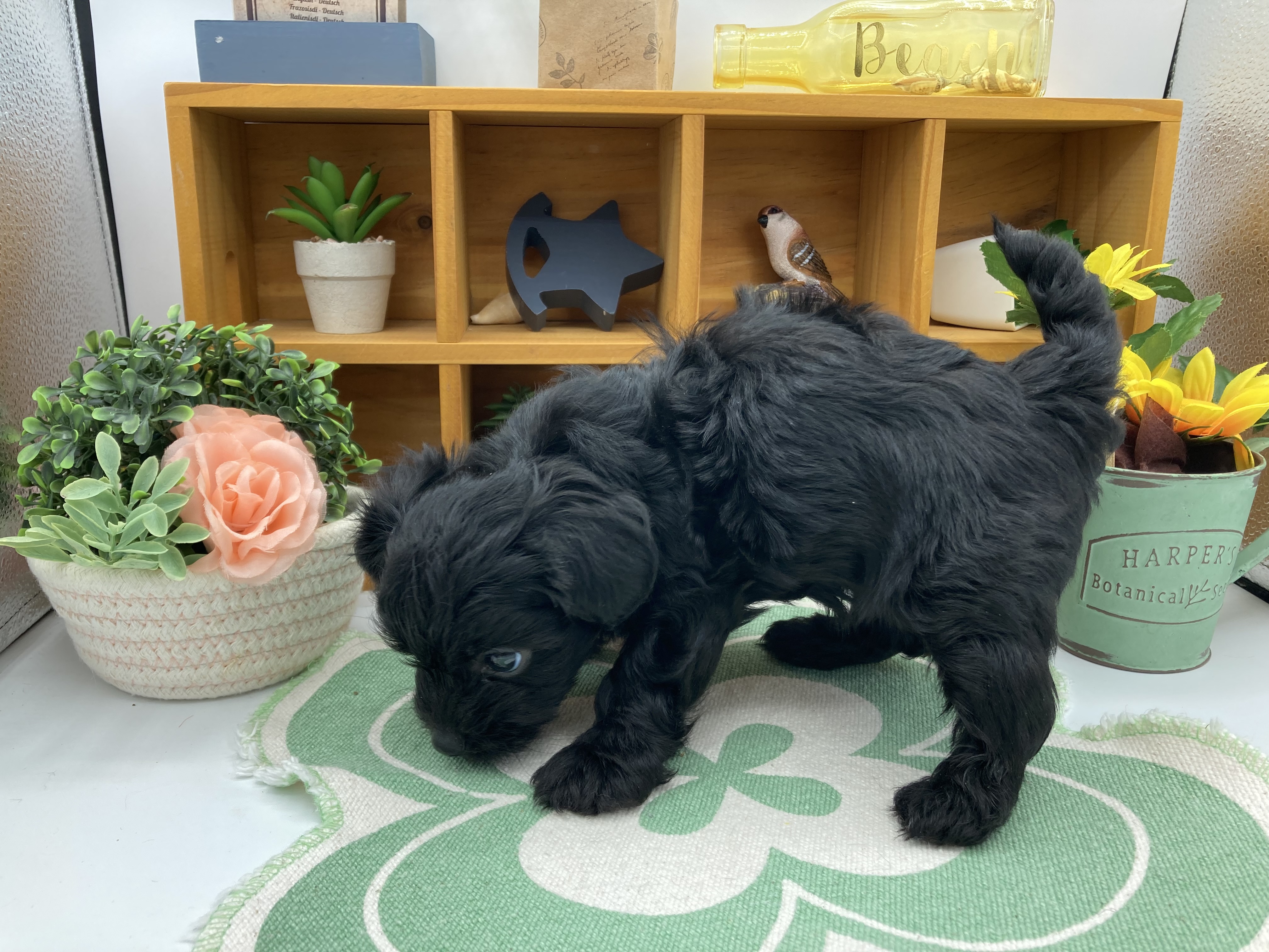 静岡県のハーフ犬・ミックス犬 (ペッツワン清水店/2026年3月2日生まれ/男の子/ブラック)の子犬の3枚目の画像
