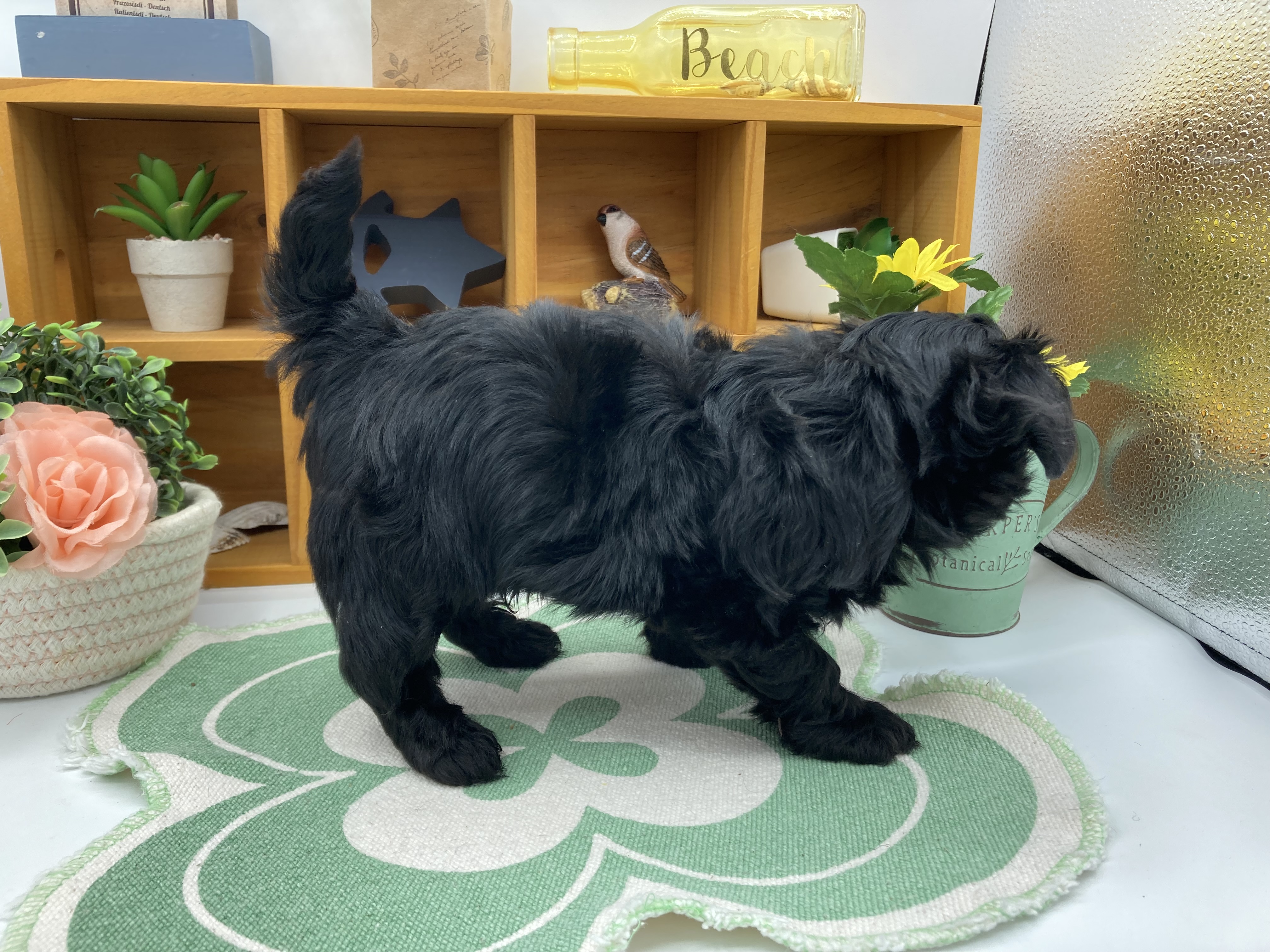静岡県のハーフ犬・ミックス犬 (ペッツワン清水店/2026年3月2日生まれ/男の子/ブラック)の子犬の2枚目の画像