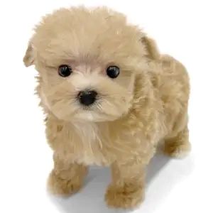 神奈川県のハーフ犬・ミックス犬 (ペッツワン城山店/2026年3月8日生まれ/男の子/クリーム)の子犬