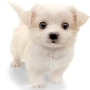 神奈川県のハーフ犬・ミックス犬 (ペッツワン城山店/2026年3月6日生まれ/女の子/クリームホワイト)の子犬