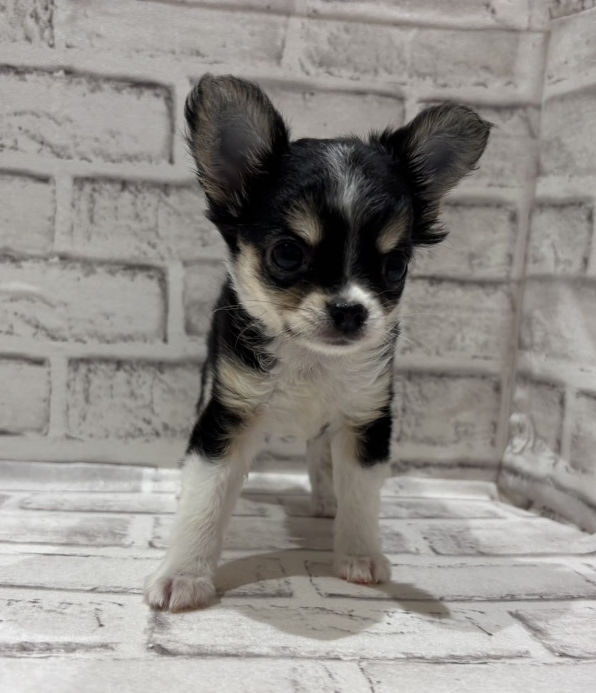 宮城県のハーフ犬・ミックス犬 (ペッツワン古川店/2026年2月24日生まれ/男の子/ブラックタンホワイト)の子犬