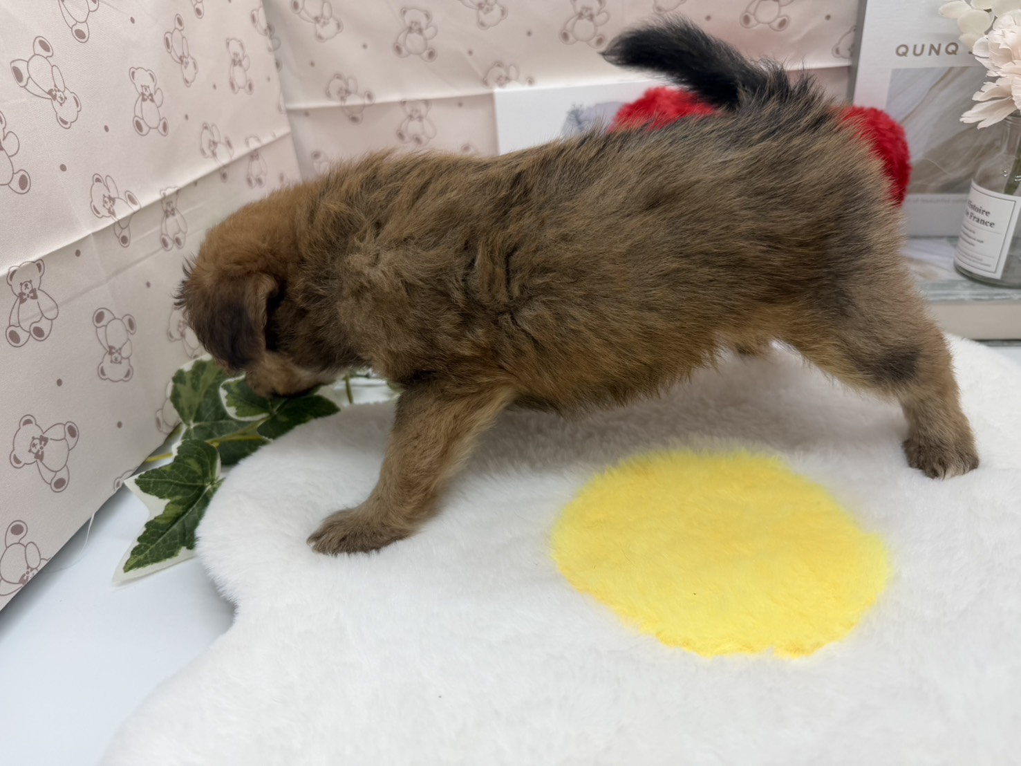 静岡県のハーフ犬・ミックス犬 (ペッツワン掛川店/2026年3月2日生まれ/女の子/レッド)の子犬の2枚目の画像