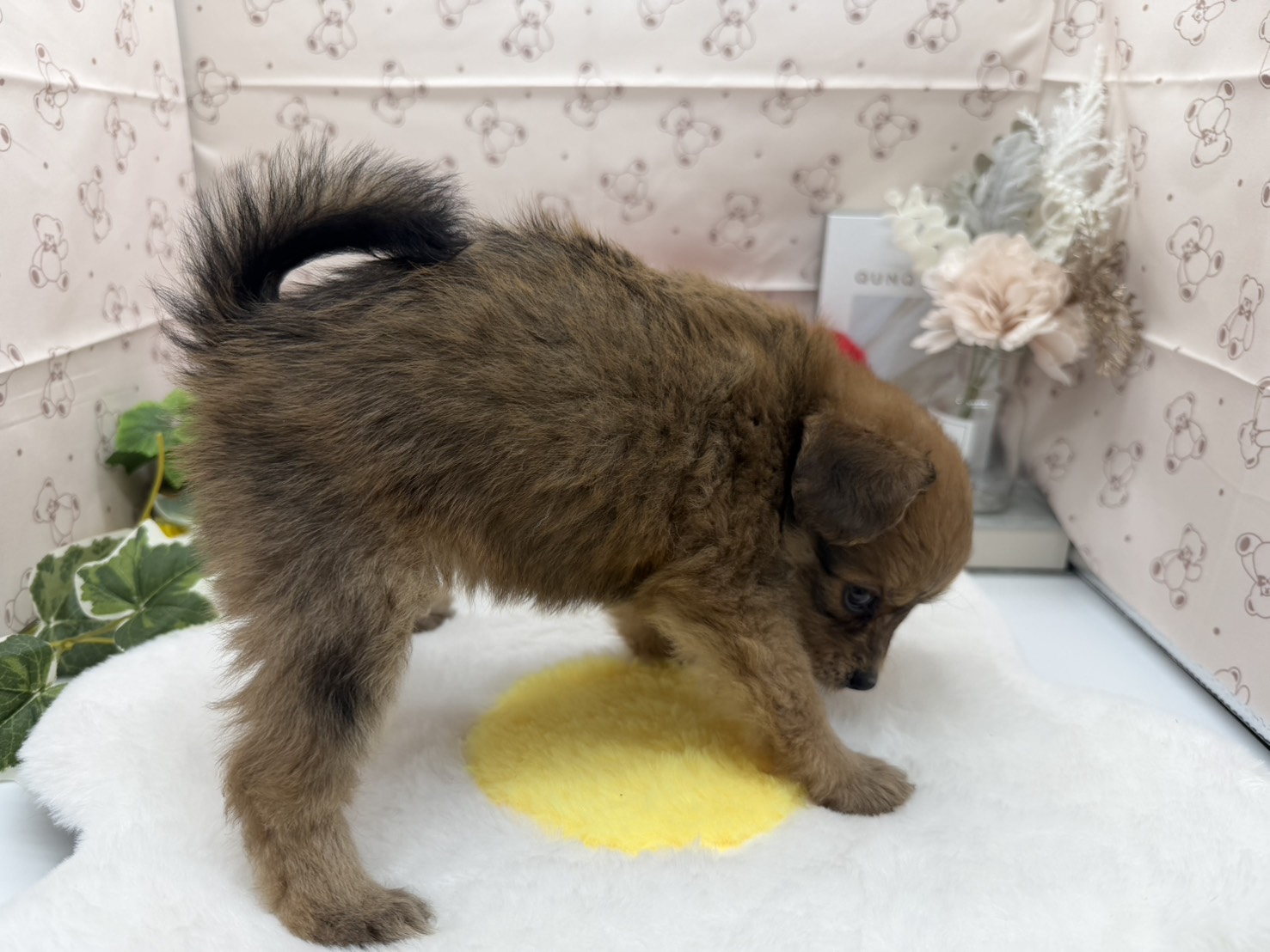 静岡県のハーフ犬・ミックス犬 (ペッツワン掛川店/2026年3月2日生まれ/女の子/レッド)の子犬の3枚目の画像