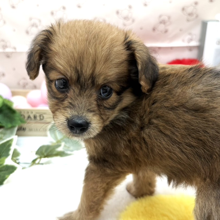 静岡県のハーフ犬・ミックス犬 (ペッツワン掛川店/2026年3月2日生まれ/女の子/レッド)の子犬の1枚目の画像