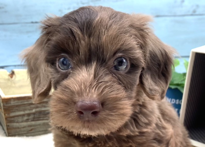 静岡県のハーフ犬・ミックス犬 (ペッツワン藤枝店/2026年3月5日生まれ/男の子/チョコレートダップル)の子犬の1枚目の画像