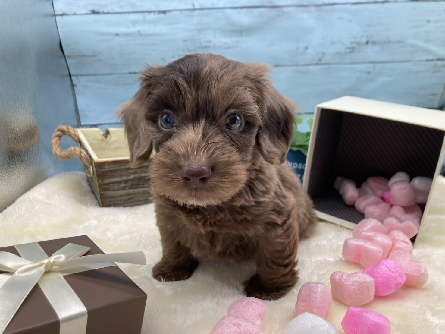 静岡県のハーフ犬・ミックス犬 (ペッツワン藤枝店/2026年3月5日生まれ/男の子/チョコレートダップル)の子犬の2枚目の画像