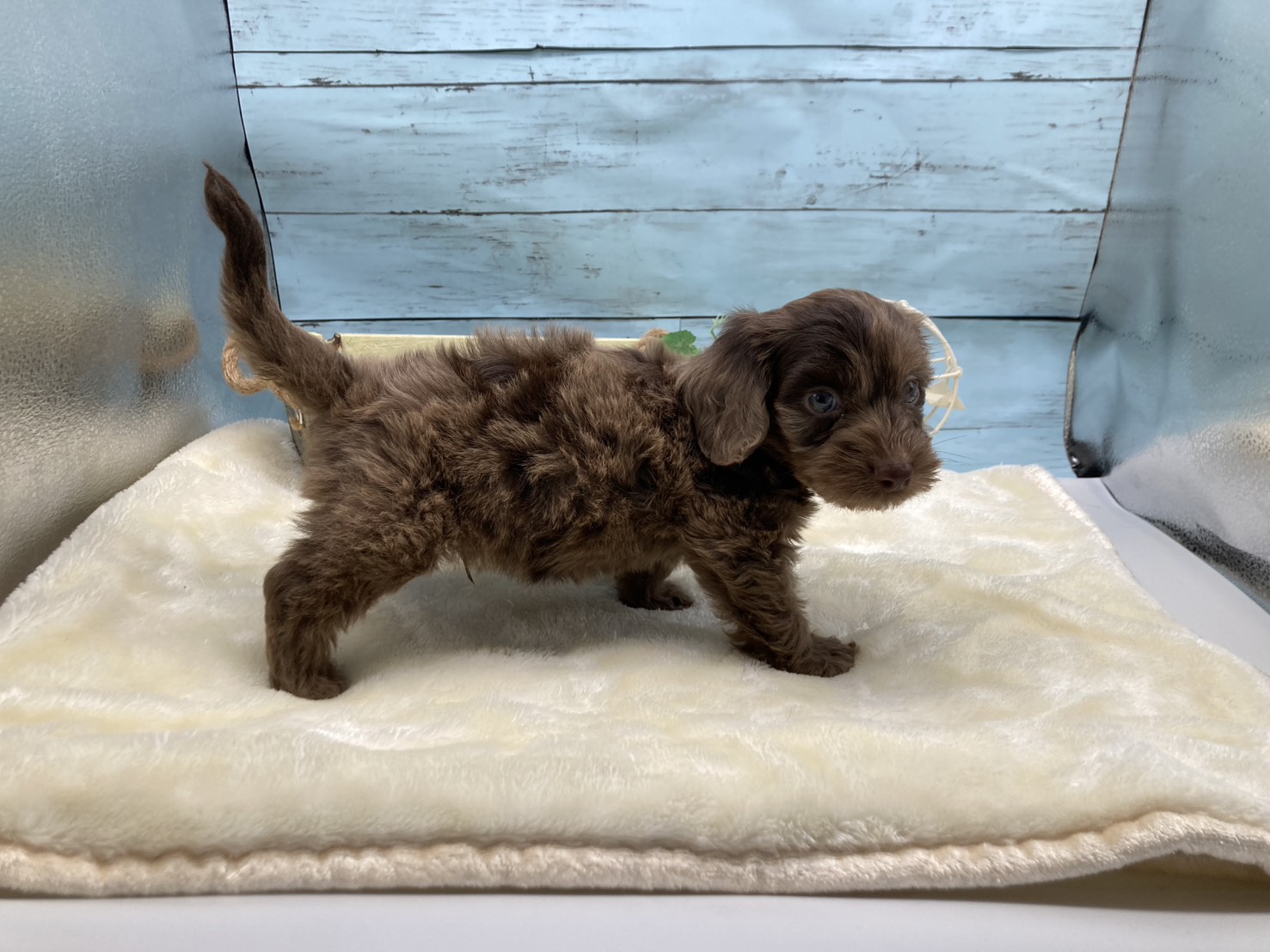 静岡県のハーフ犬・ミックス犬 (ペッツワン藤枝店/2026年3月5日生まれ/男の子/チョコレートダップル)の子犬の3枚目の画像