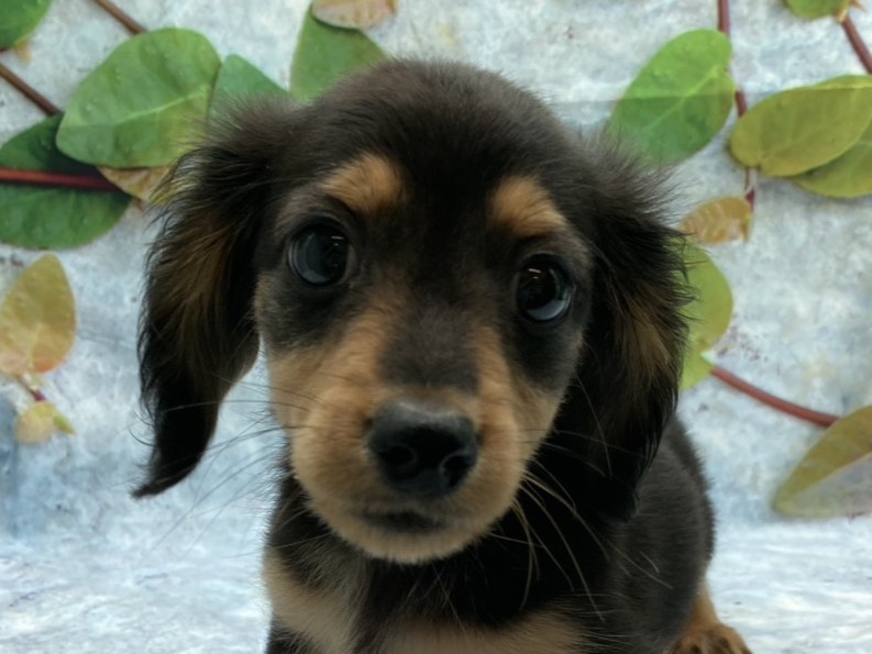 埼玉県のハーフ犬・ミックス犬 (ペッツワン北本店/2026年2月13日生まれ/男の子/ブラックタン)の子犬の1枚目の画像