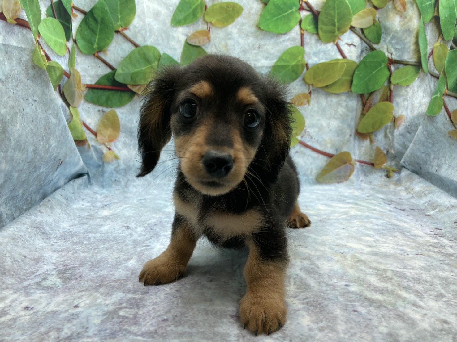 埼玉県のハーフ犬・ミックス犬 (ペッツワン北本店/2026年2月13日生まれ/男の子/ブラックタン)の子犬の2枚目の画像