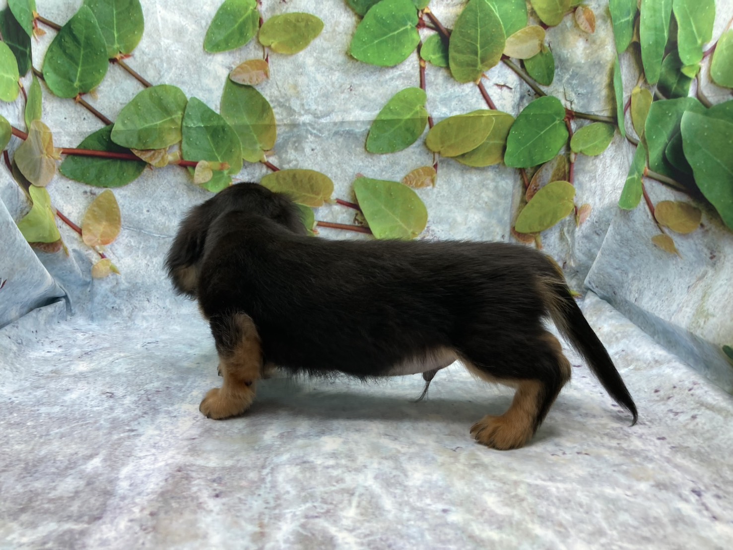 埼玉県のハーフ犬・ミックス犬 (ペッツワン北本店/2026年2月13日生まれ/男の子/ブラックタン)の子犬の3枚目の画像