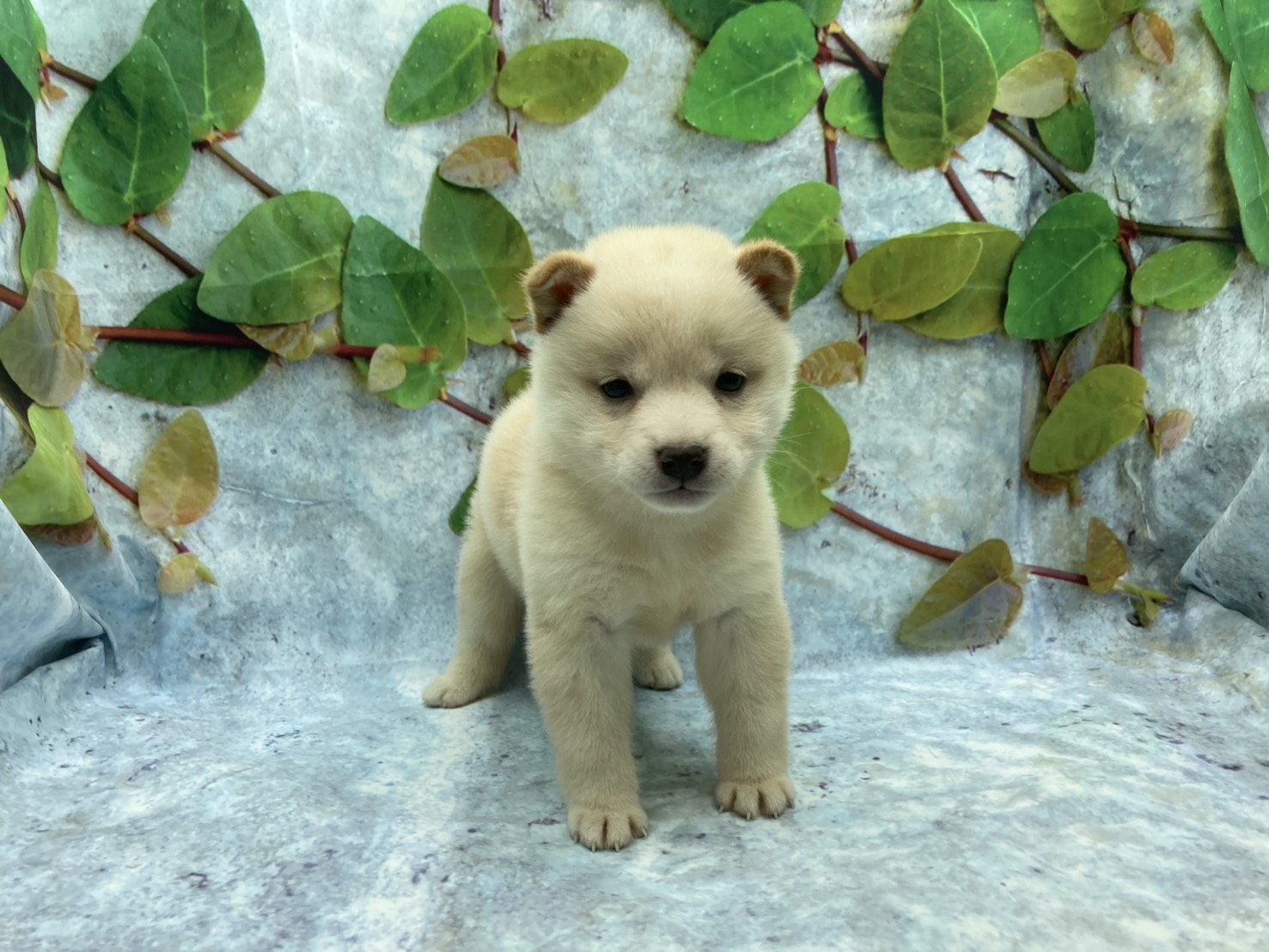 埼玉県の柴犬(標準サイズ) (ペッツワン北本店/2026年3月7日生まれ/女の子/白)の子犬の2枚目の画像