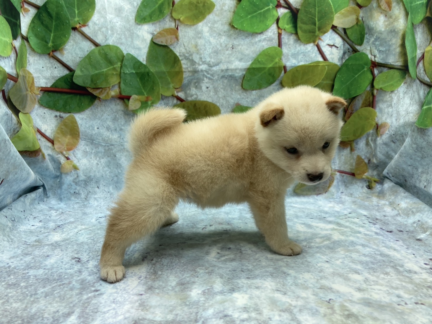 埼玉県の柴犬(標準サイズ) (ペッツワン北本店/2026年3月7日生まれ/女の子/白)の子犬の3枚目の画像