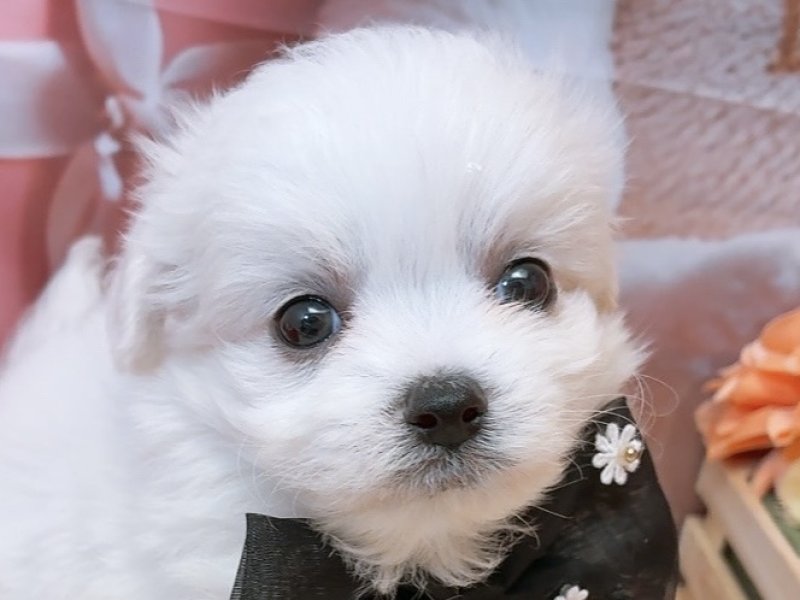 沖縄県のハーフ犬・ミックス犬 (ペッツワンFCあがり浜店/2026年2月1日生まれ/男の子/クリーム)の子犬