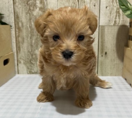 静岡県のハーフ犬・ミックス犬 (ペッツワン浜松都田テクノ店/2026年3月4日生まれ/男の子/アプリコット)の子犬