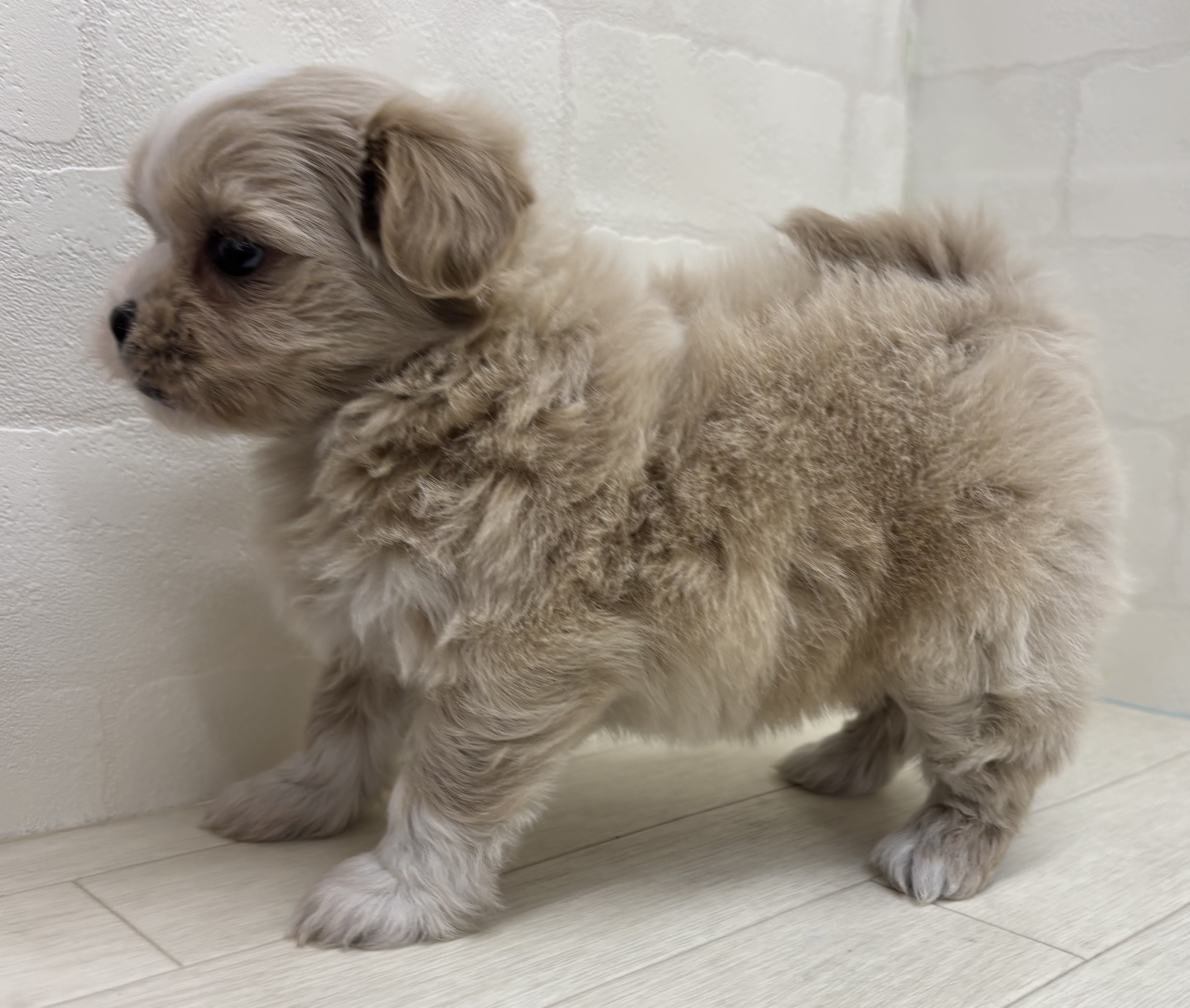 埼玉県のハーフ犬・ミックス犬 (ペッツワン大利根店/2026年3月3日生まれ/女の子/クリーム)の子犬の3枚目の画像