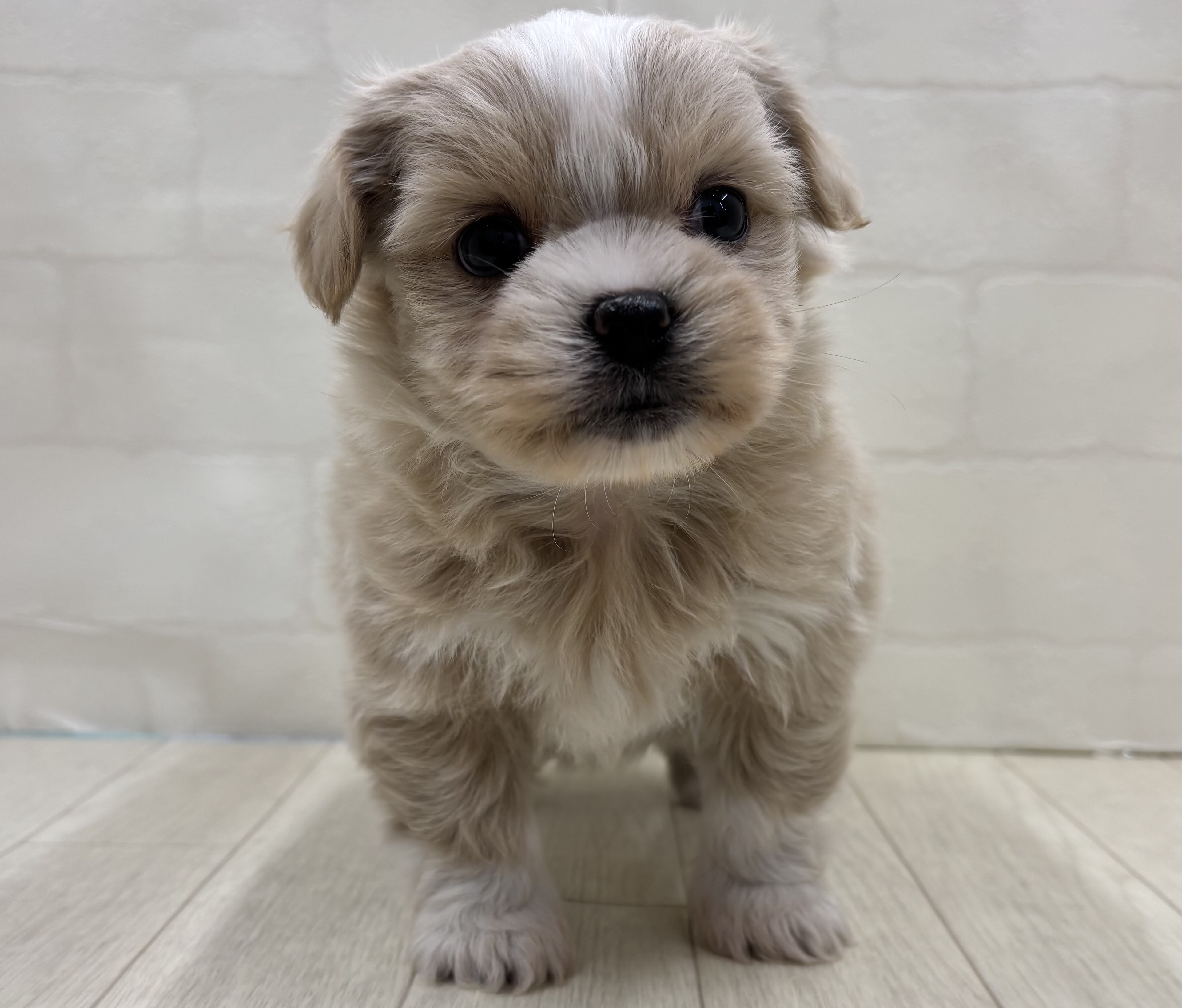 埼玉県のハーフ犬・ミックス犬 (ペッツワン大利根店/2026年3月3日生まれ/女の子/クリーム)の子犬の1枚目の画像