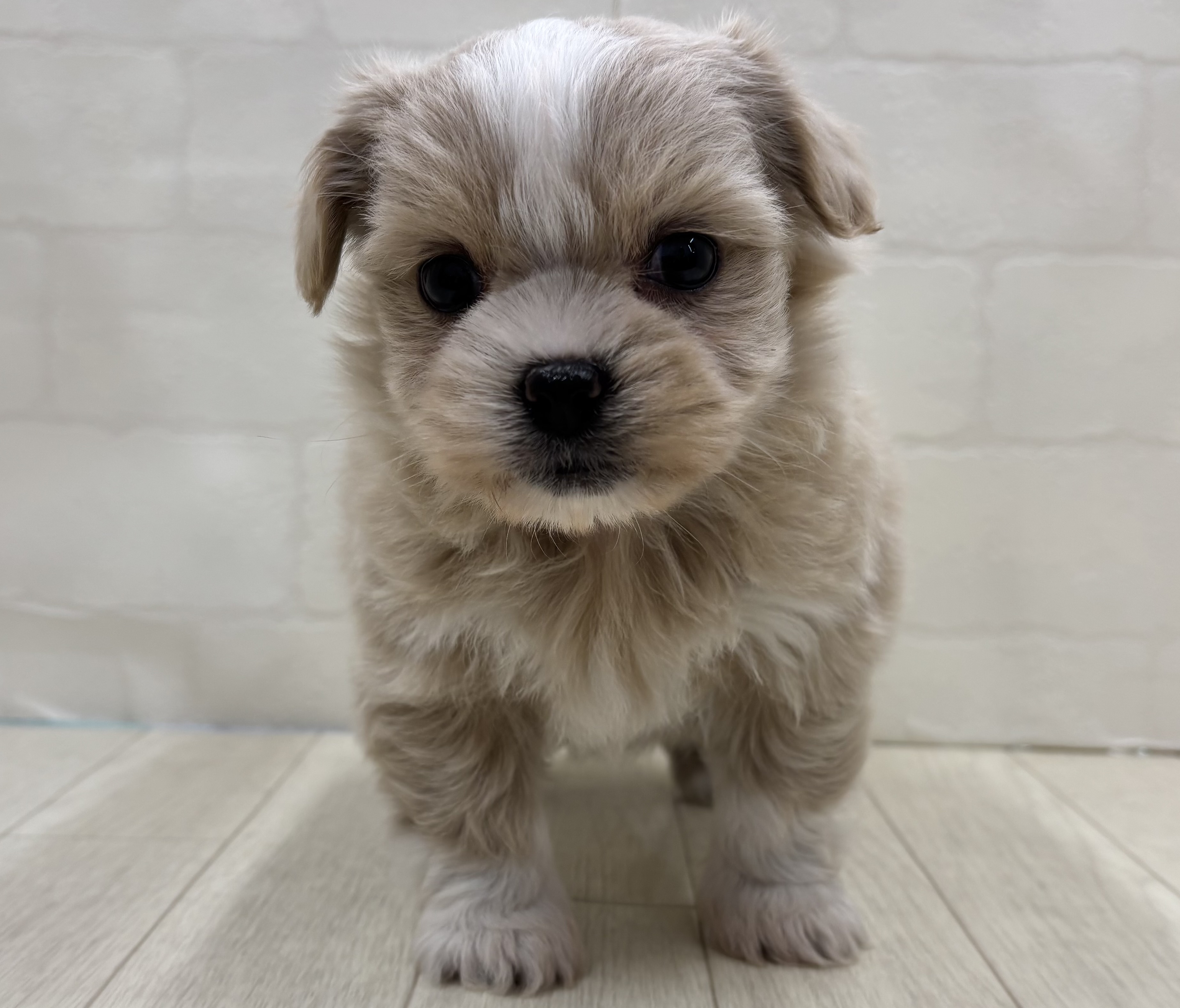 埼玉県のハーフ犬・ミックス犬 (ペッツワン大利根店/2026年3月3日生まれ/女の子/クリーム)の子犬の2枚目の画像