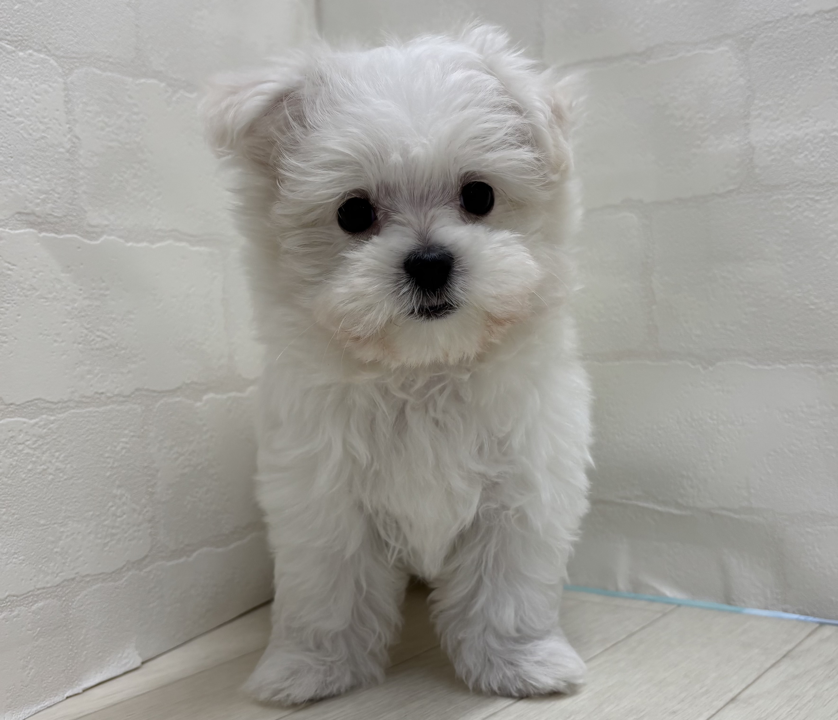 埼玉県のマルチーズ (ペッツワン大利根店/2026年2月17日生まれ/男の子/ホワイト)の子犬