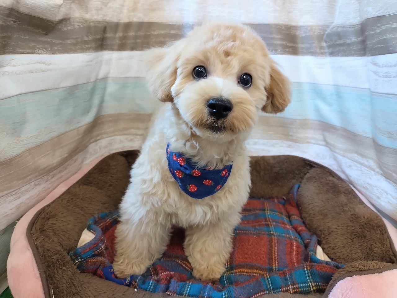 群馬県のハーフ犬・ミックス犬 (ペッツワン青柳店/2025年12月15日生まれ/男の子/アプリコット)の子犬